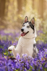 Siberian Husky Dog in Bluebell Flowers