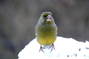 A portrait of a male greenfinch standing in snow and eating sunflower seeds