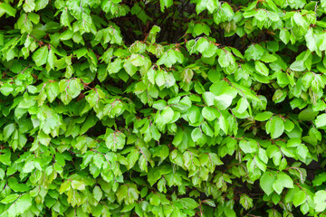 Fototapeta na wymiar Garden wall of green leaves, natural photo