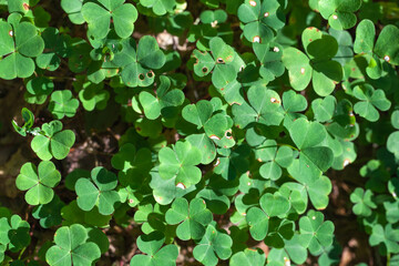 Green leaves of Oxalis acetosella