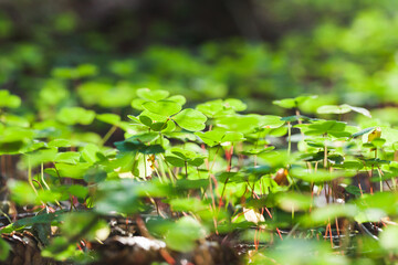 Green leaves are in a sunlight on a summer day