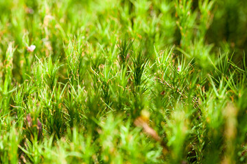 Green moss in a sunlight, macro photo