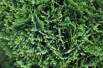 Green hedgerow macro photo, Natural thuja branches