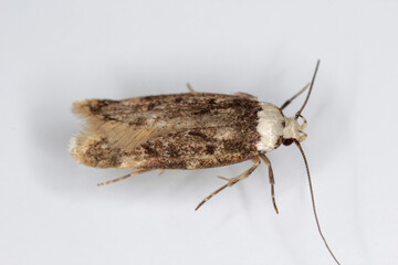 A white shouldered house moth - Endrosis sarcitrella a common house pest that breeds all year round and it is fond of grain, cereals, wool and other fabrics
