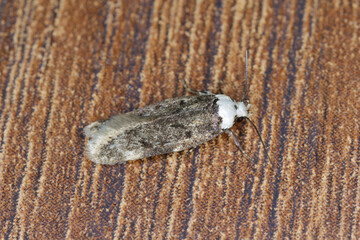 A white shouldered house moth - Endrosis sarcitrella a common house pest that breeds all year round...