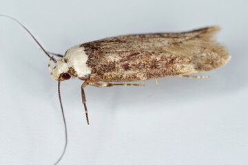 A white shouldered house moth - Endrosis sarcitrella a common house pest that breeds all year round...