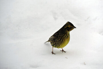 A portrait of a female yellowhammer sitting in snow