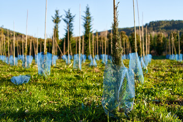 Spruce tree nursery for reforestation.