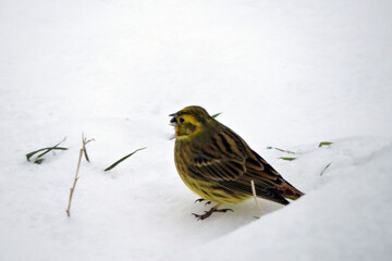 A portrait of a male yellowhammer sitting in snow and eating a sunflower seed