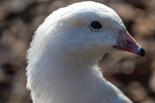 Portrait of an Andean Goose (Chloephaga melanoptera)