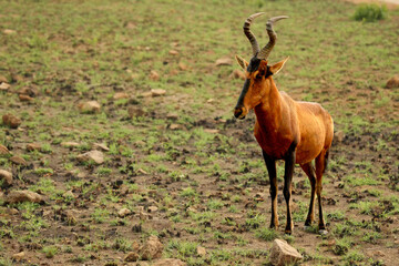 Red hartebeest, Alcelaphus buselaphus caama or Alcelaphus caama walking in dry Kalahari sand in Kalahari desert, dry grass in background.