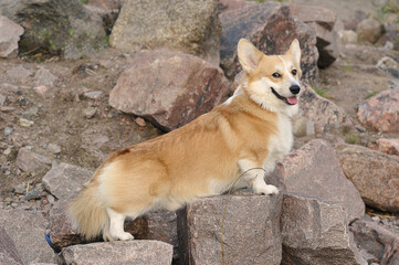 pet on a walk - Welsh corgi Pembroke red with yellow coloring