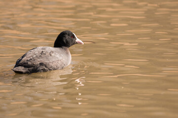solitary coot.
