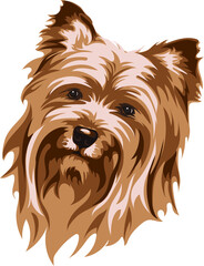 Vector image of a muzzle of a dog, Yorkshire Terrier, vector illustration for use in logos, signs, trademarks, for design and advertising