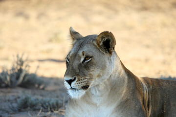 Lioness (Panthera leo)  in Kalahari desert and looking for the rest of her pride in morning sun.