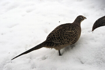 A portrait of a brown female pheasant with a sunflower seed in its beak standing in snow