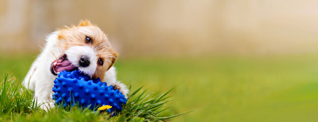 Playful happy cute dog puppy chewing, playing with a toy ball in the grass in spring. Pet care banner.