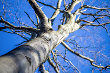 Fototapeta premium Tree without leaves on blue sky background. Climate change, global warming concept.