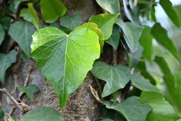 Obraz premium closeup the bunch ripe green tree vine with green leaves over out of focus green brown background.