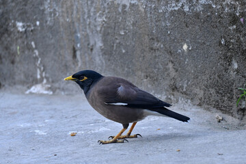 closeup the black brown myna birds stand and eating the feed over out of focus grey background.
