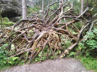 Roots