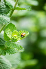ladybird on a leaf