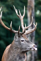 Hirsch