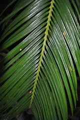 Palm tree with leaves. An exotic plant. Great for wallpaper.