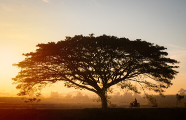silhouette, big tree, sprawling, perfect, sky background The orange light of the rising sun in the morning and a faint fog