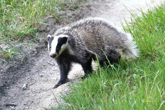 Europäischer Dachs Images – Browse 61 Stock Photos, Vectors, and