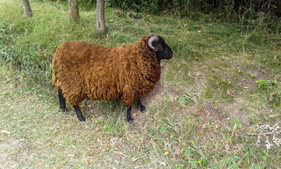 Ram Long-haired thoroughbred ram on the grass