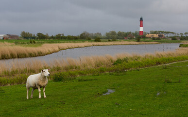 sheep with lighthouse in background
