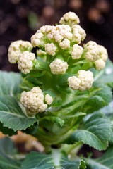 lluv&iacute;a en la huerta