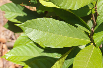 leaf cacao farm in the garden during the day in sunlight.