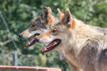 Naklejka na ściany i meble Impressive Shot of Wolves in Germany