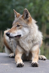 Impressive Portrait of a Wolf in Germany