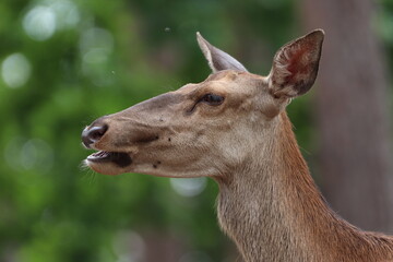Beautiful Portrait of Red Deer Cow