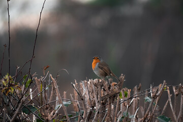 Robin Redbreast perched on top of a hedge row during a winter afternoon in the UK 
