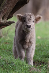 Cute Scottish Highland Cattle Calf 