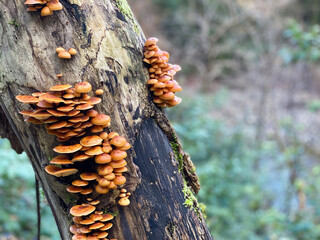 mushrooms on the tree