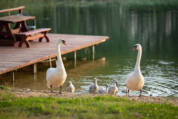 pelicans on the lake