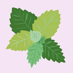 leaves  mint isolated on white background