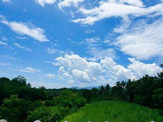 landscape with clouds and rice field