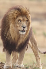 Majestic Male Lion in South Africa