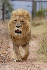 Majestic Male Lion in South Africa
