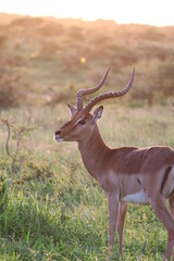 Naklejka na ściany i meble Impressive Impala in Sunset, Kruger National Park, South Africa