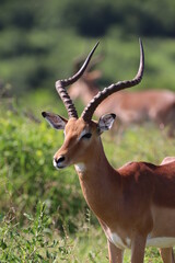 Naklejka na ściany i meble Portrait of Impala in Kruger National Park, South Africa