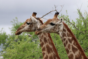 Zebra Couple in Kruger National Park, South Africa