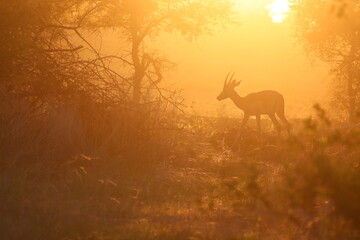 Impala in the Sunset in Krueger National Park