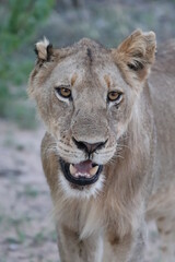 Beautiful young male Lion in the Krueger National Park